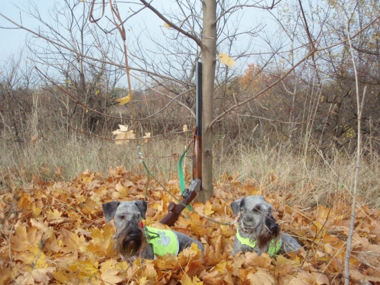 Odloženie pri poľovačke