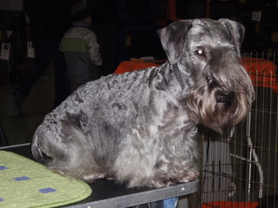 Amadeus Nartoun Reca 17. mes.  v NR.