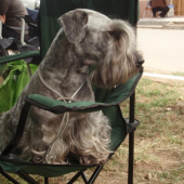 Výstava Senec ČT Lotus,V1,CAC