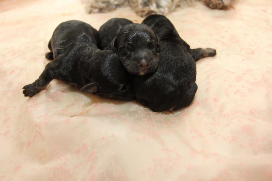 šteniatka Českého teriéra