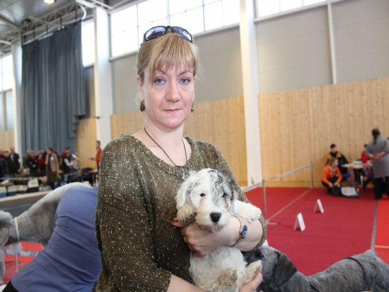 Špeciálna výstava teriérov Viničné 16.3.2013