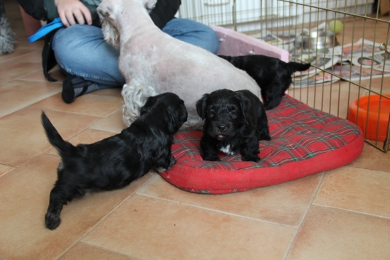 Český teriér. Šteniatka..