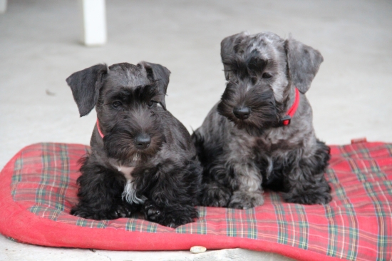 Lúčenie sestier :-)  Bekky ide do sveta a Blondie sa lúči.