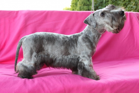 BRUNO Nartoun Reca 4 mes. FOR SALE !