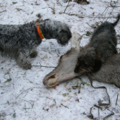 Súboj o dohľadanú jelenicu