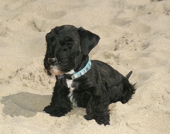 Výsledok krytia : 3+1 ČT..