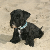 Výsledok krytia : 3+1 ČT..