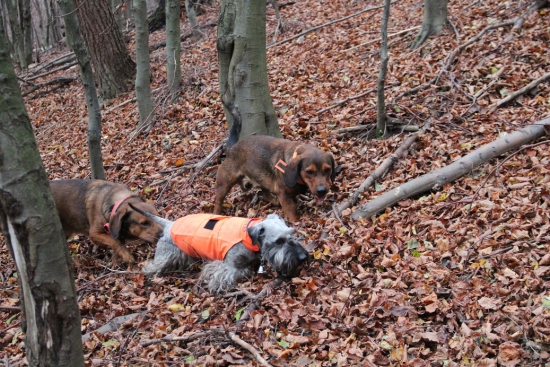 čerstvá stopa v nose a ide sa..