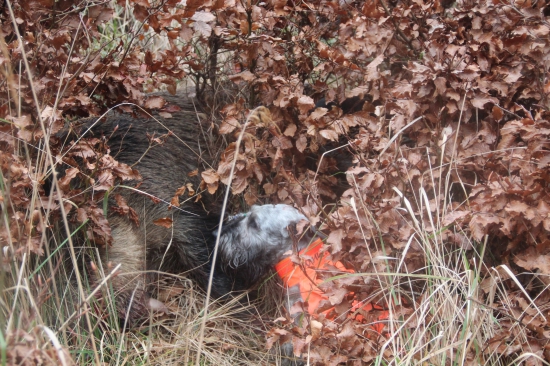 Ďalší dohľadaný diviak. Český teriér LOTUS Zlatá Chara