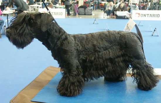 Naši potomkovia na DUOCACIB BRNO