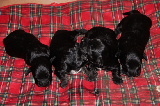 šteniatka Českého teriéra. Vrh 