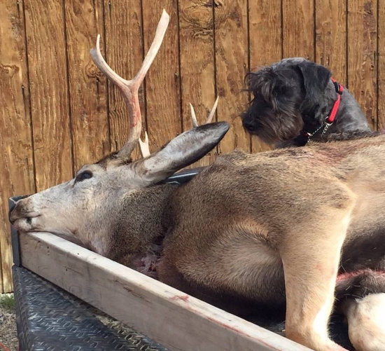 V Montane ( USA ) začala lovecká sezóna. Overený Slovenský odchov