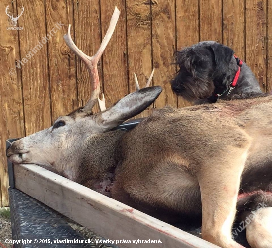 V Montane ( USA ) začala lovecká sezóna. Overený Slovenský odchov