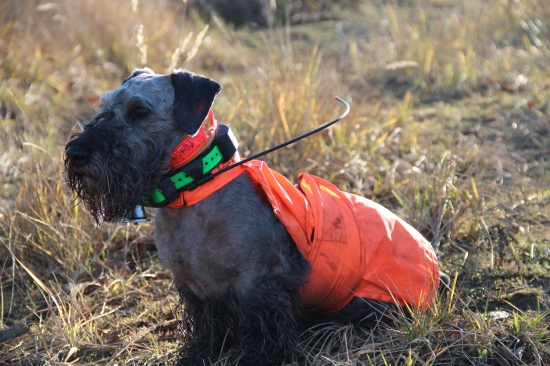 Český teriér v akcii...