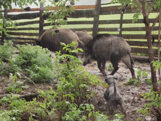 Oplôtok Lotus - víkend s teriérom