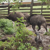 Oplôtok Lotus - víkend s teriérom