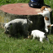 LOTUS ( ČT ) a šteniatka. Výcvik venčenia !!!