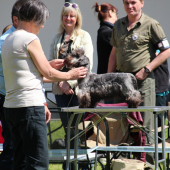 naša nádej na Med. dňoch Českých teriérov 6.-8.5.2016 Telč( účasť 8 štátov ) -CZ. K