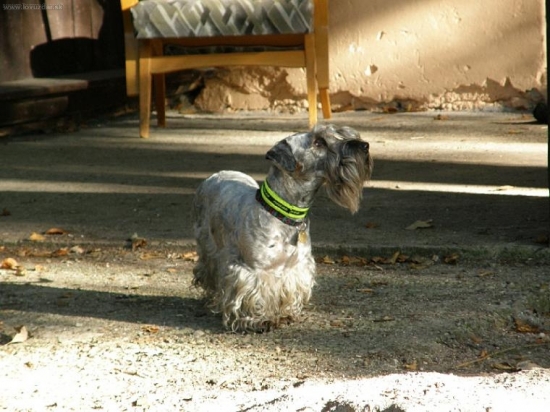 Lotusko započúvaný do ručania jeleňov