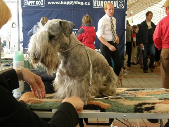 Lotus Zlatá chara - úprava