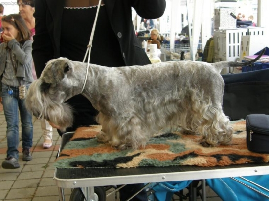 Lotus Zlatá chara - pred posúdením