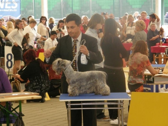 Lotus Zlatá chara - na stole posudzovateľa