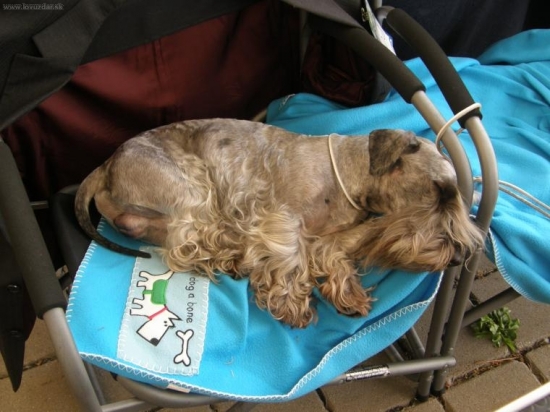 Lotus Zlatá chara - únava a zaslúžený oddych