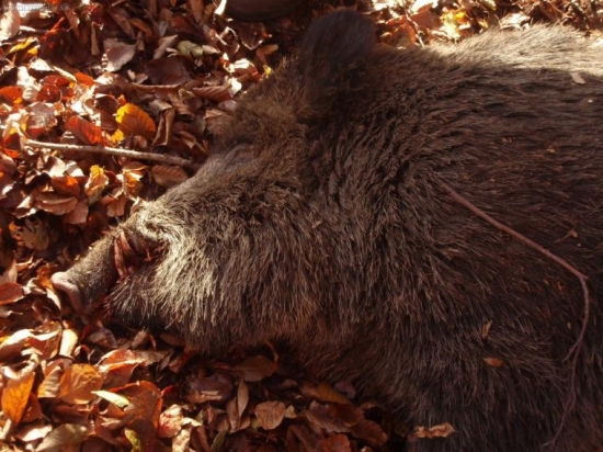 Spoločná na diviaky -  kanec
