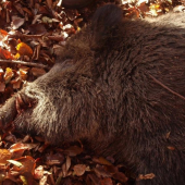 Spoločná na diviaky -  kanec