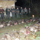 Poľovačka na diviaky