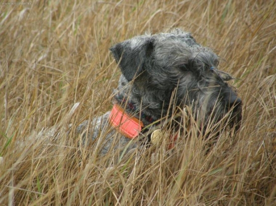 Ochotne som pracoval - Lotus Zlatá Chara