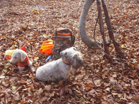 odloženie ČT Lotus