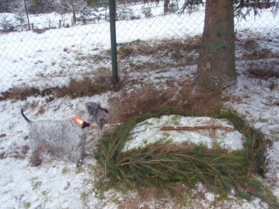 Pochoval som štvornohého kamoša.