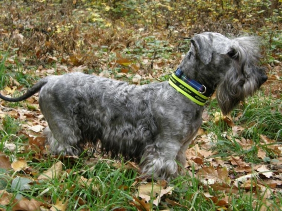 ČT - LOTUS ZLATÁ CHARA