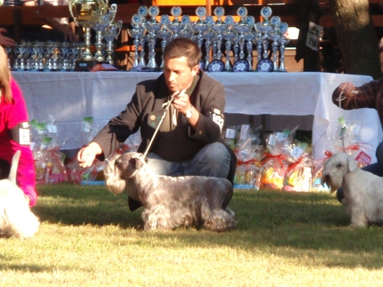 NVP Senec, Lotus Zlatá Chara , V1,CAC,BOB