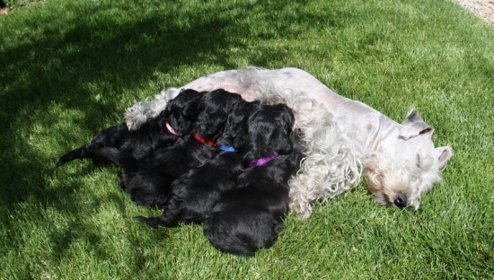 poobedňajšia siesta