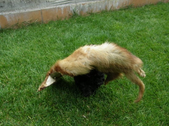 Aport 6. týždňového - mamina, pozor nevidím