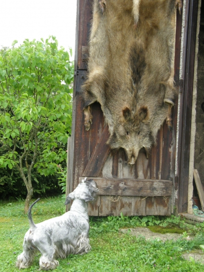 Diviaka hlásim aj na udiarni.