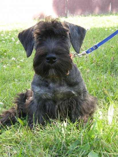 Amadeus sa učí na vodítko