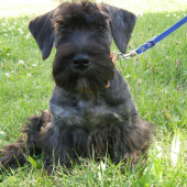 Amadeus sa učí na vodítko