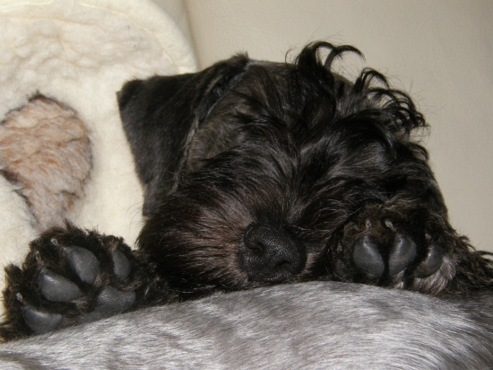 spánok na pozornom tatovi