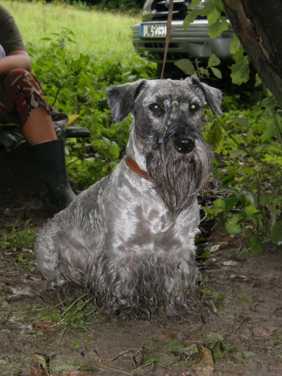 Český teriér- Ch. Lotus Zlatá Chara