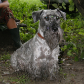 Český teriér- Ch. Lotus Zlatá Chara