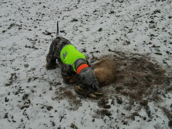 Lotuskov a môj zajačik. On začal aj dokončil.