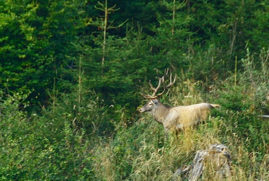 štrnasťtorak z levočských vrchov