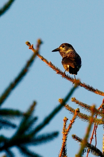 oresnica perlovana