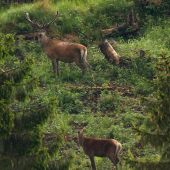 Uz ma slusne nalozene :)