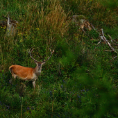 Nepravidelný dvanástorák