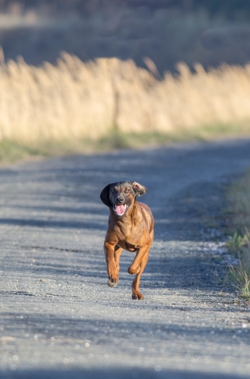 Bežecká štúdia :)