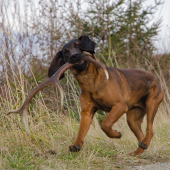 Goran